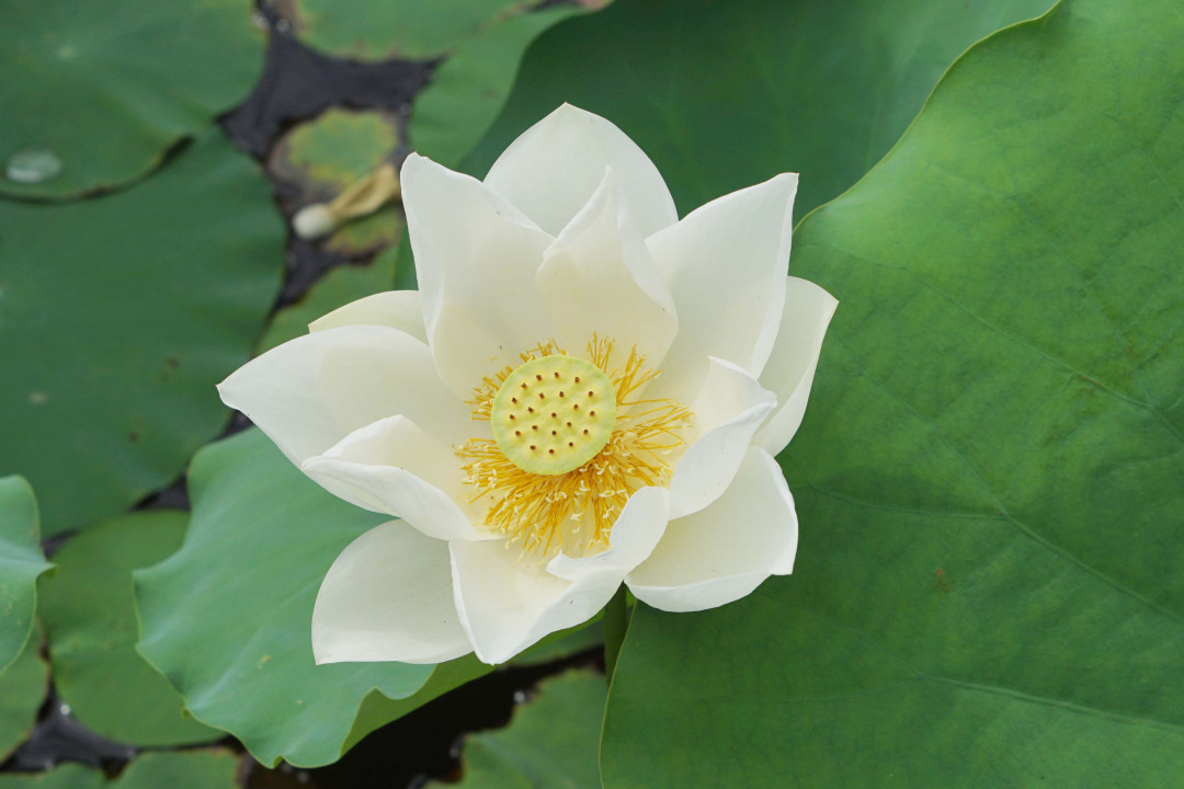 Hoa sen Huế là loài hoa đặc trưng của miền Trung Việt Nam, được coi là biểu tượng độc đáo của thành phố Huế. Với vẻ đẹp tinh khôi và sức sống mãnh liệt, hoa sen Huế chắc chắn sẽ khiến bạn cảm nhận được sự tươi mới và bình yên trong tâm hồn khi ngắm nhìn ảnh liên quan đến nó.