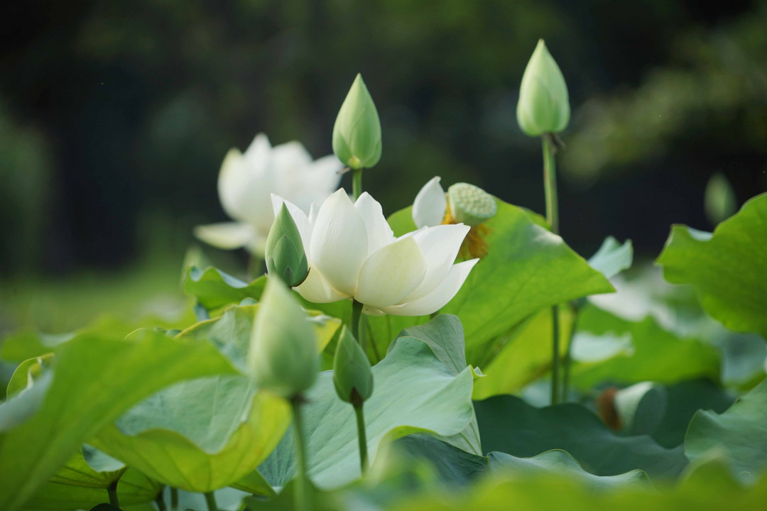 Hoa sen trắng: Hãy ngắm nhìn những đóa hoa sen trắng tinh khôi, thanh thoát và đầy sức sống. Chúng đại diện cho sự khiêm tốn, tinh tế và sự giản đơn, thấu hiểu và tôn trọng nét đẹp tự nhiên. Những bức ảnh về hoa sen trắng sẽ mang lại cho bạn cảm giác yên bình, tĩnh lặng và tràn đầy năng lượng.